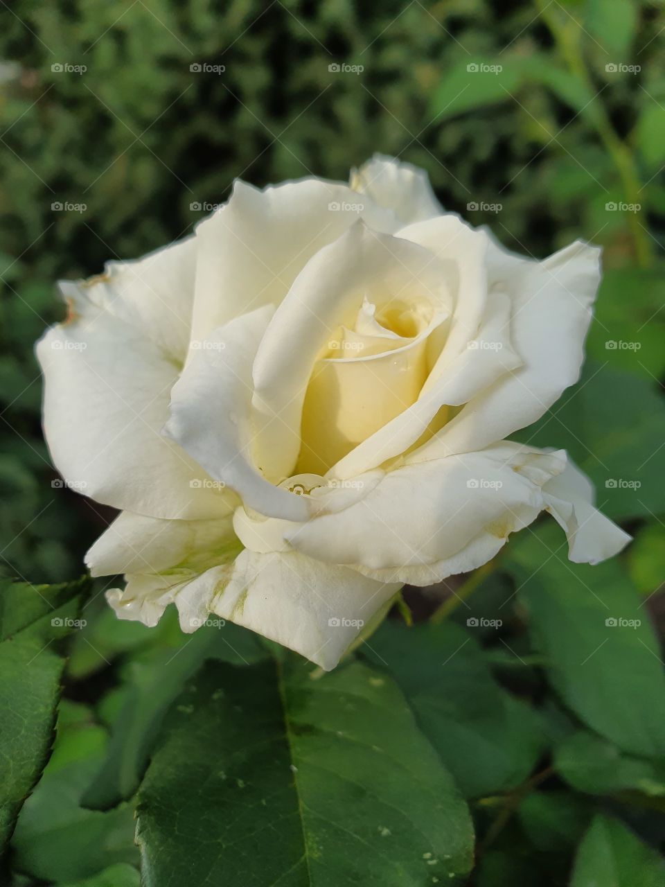 white rose after the rain closeup