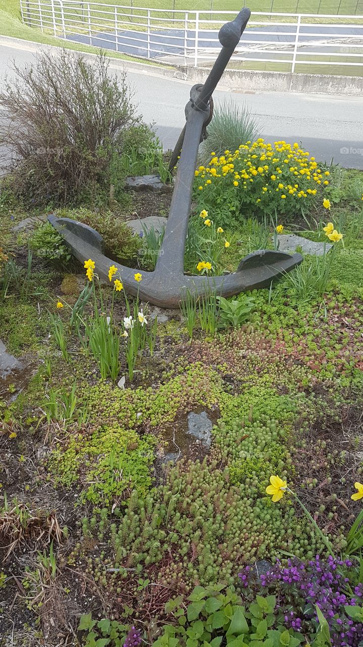 anchor amongst flowers. salmon farm. alaska