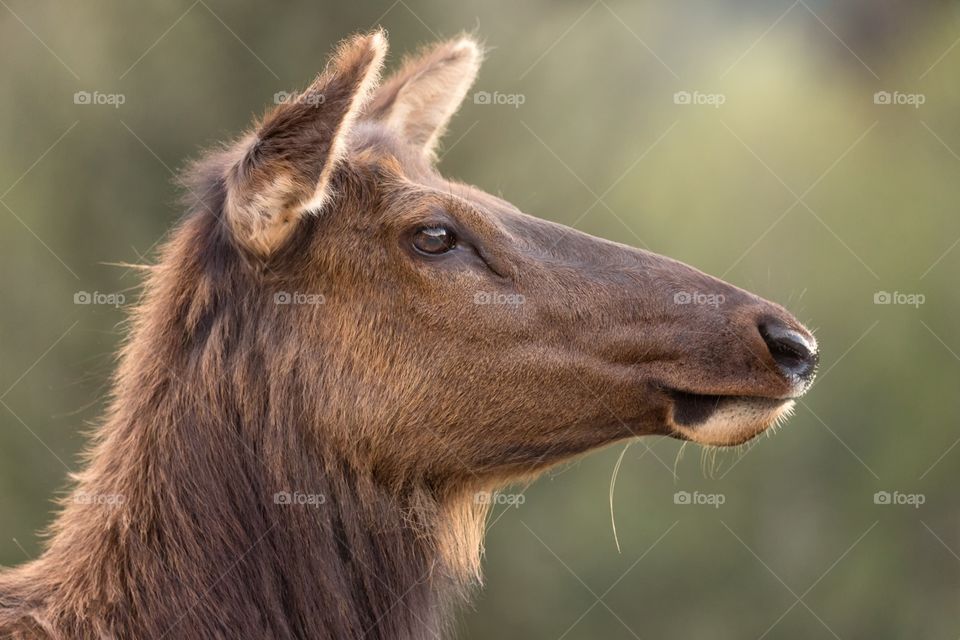 Close-up of young elk