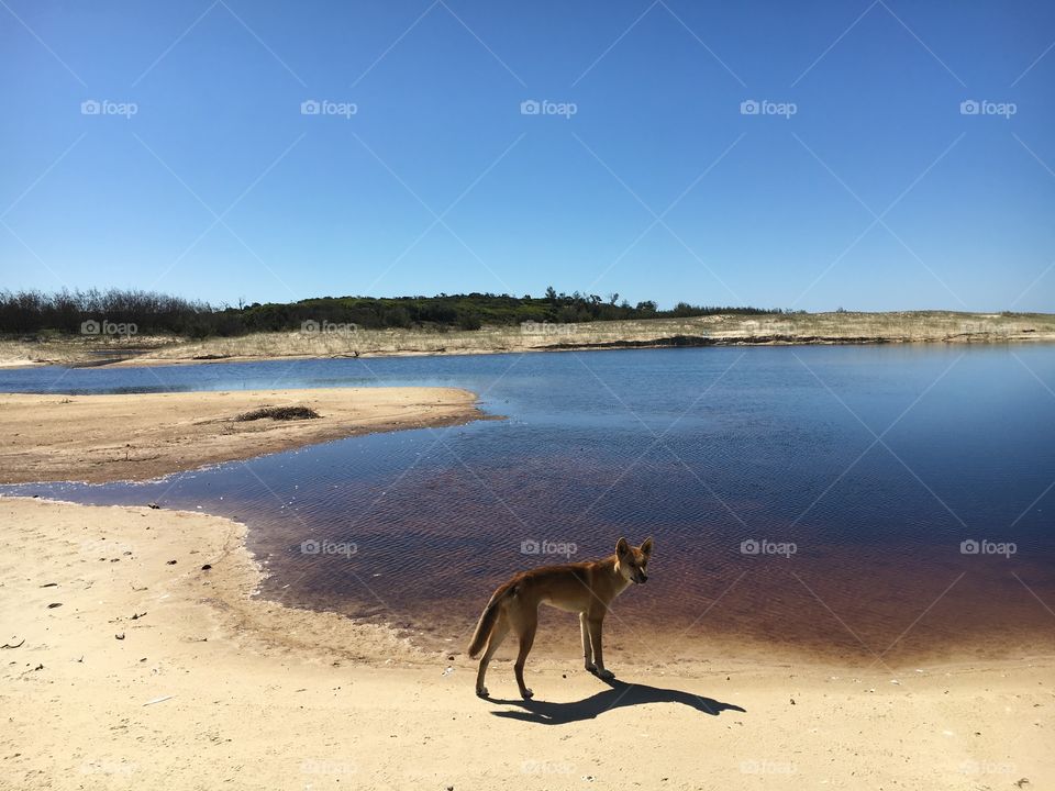 Dingo - Fraser Island Australia 