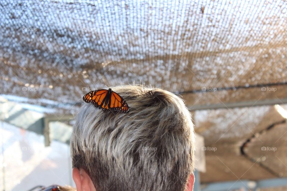 Butterfly on Head