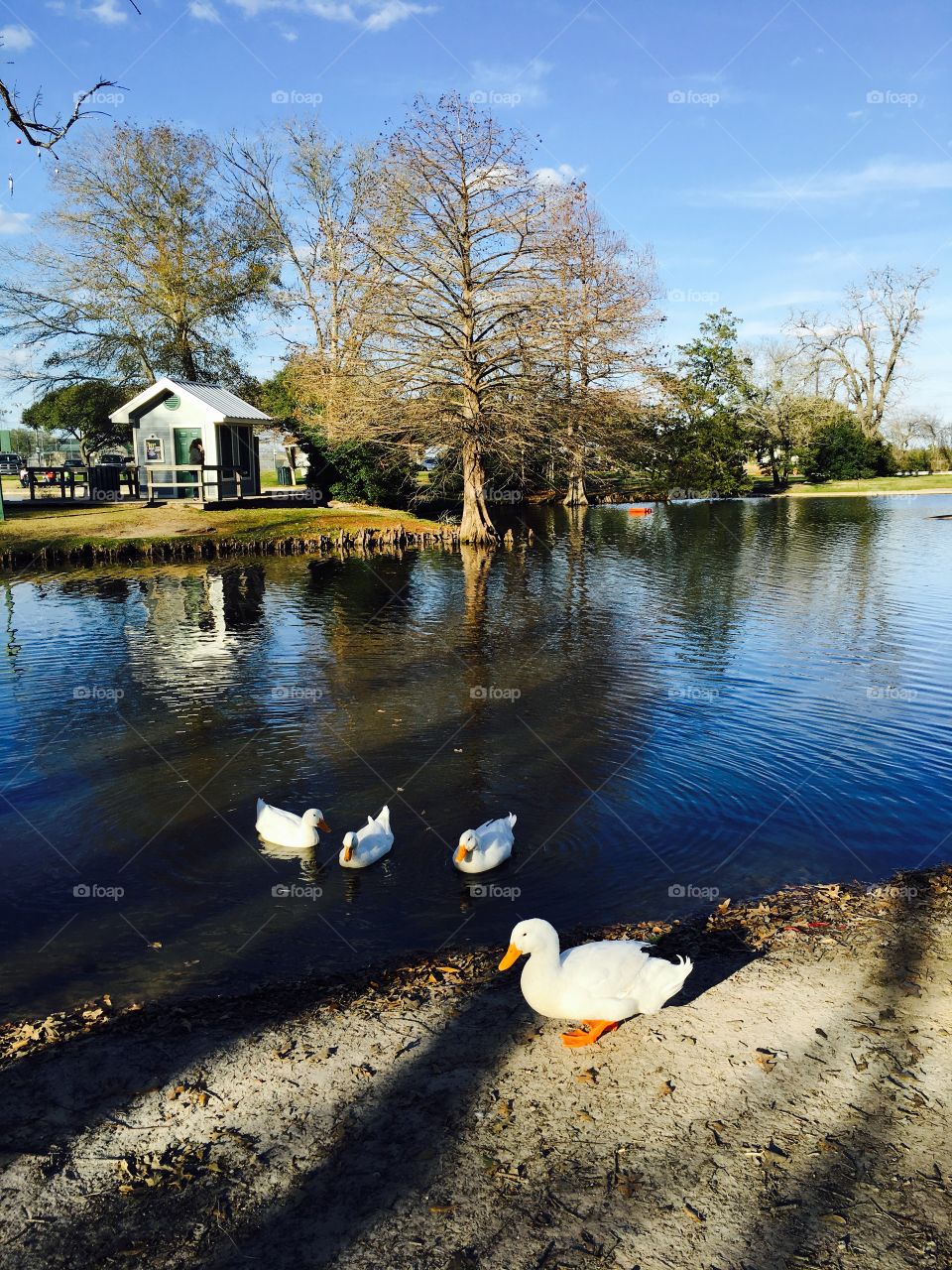 White ducks together