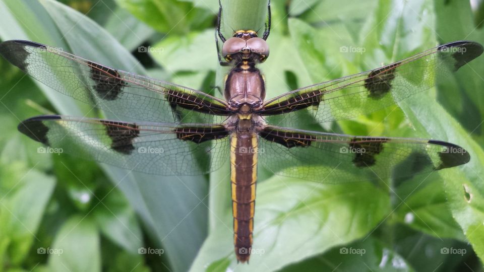 Dragon Fly