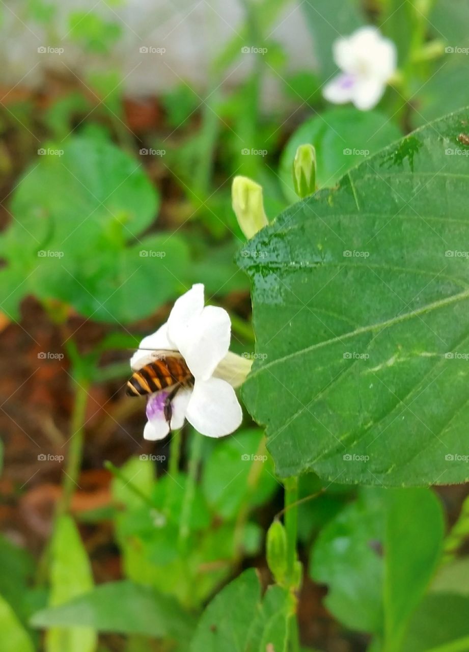 A female bee put her self into asystasia flower to find nectars.