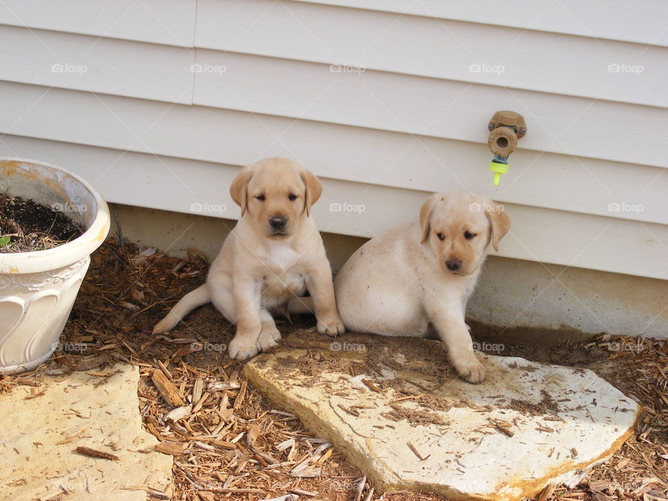 These are yellow Labrador retriever puppies outdoors.