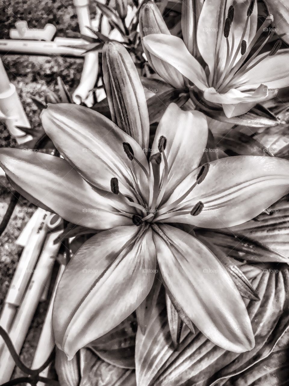 Black and white flower