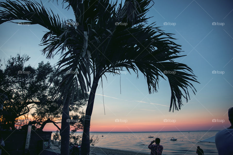 Palm tree sunset