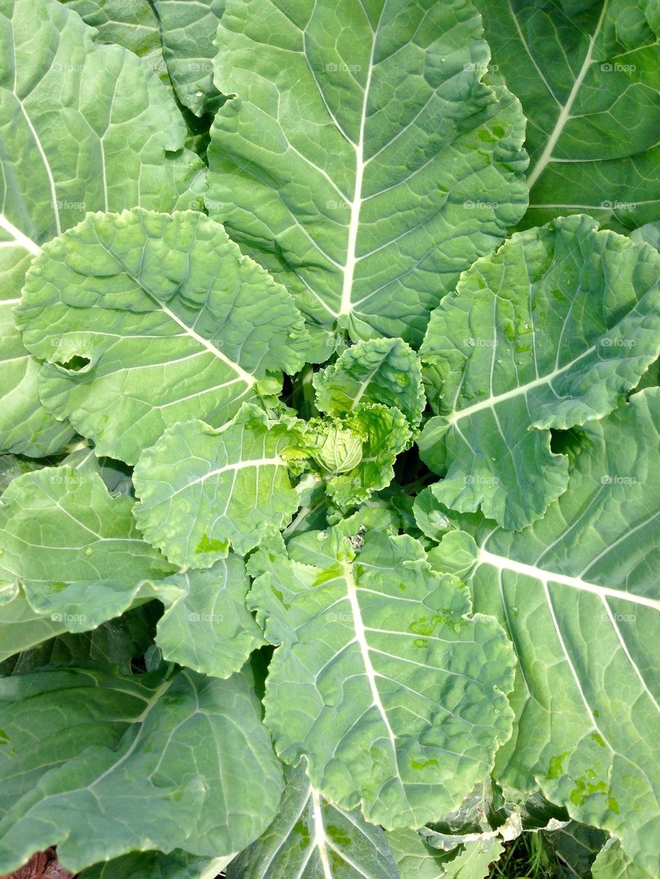 Elevated view of fresh lettuce in garden