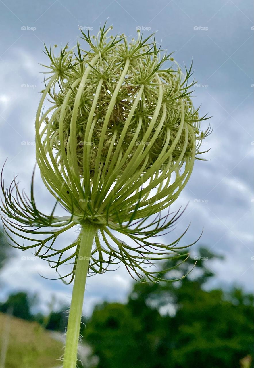 Sweet Anne’s Lace all curled up