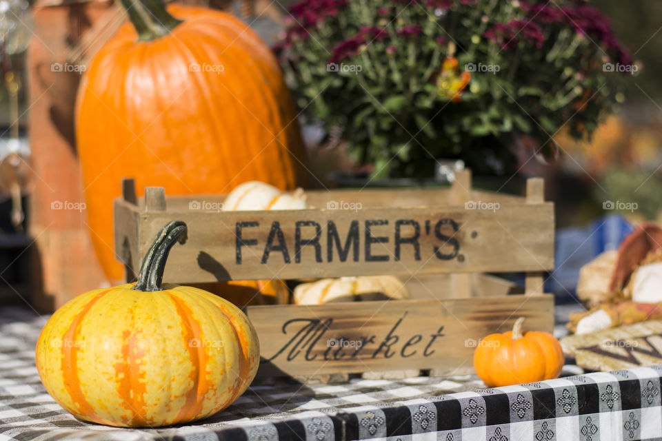 Farmers markets are the best things about autumn, finding local vegetables & meeting farm animals 