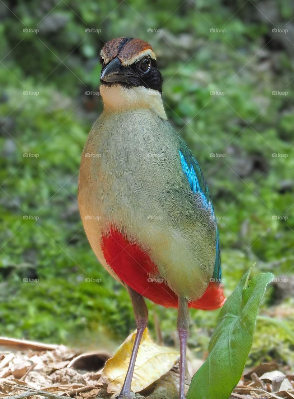 Beautiful and cute bird