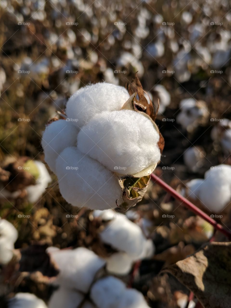 beautiful cotton bloom