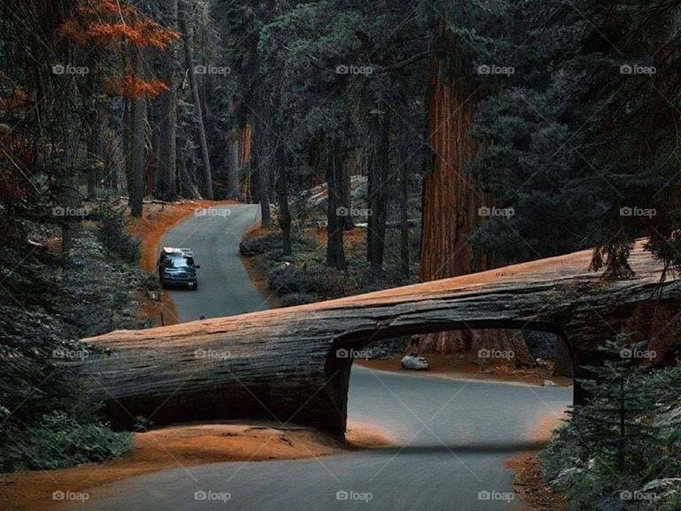 Sequoia National Park , California 