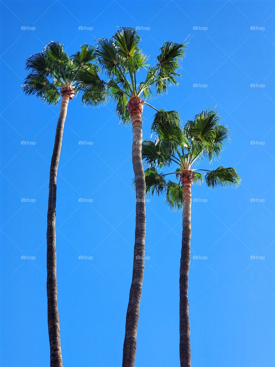 Three tall Palms