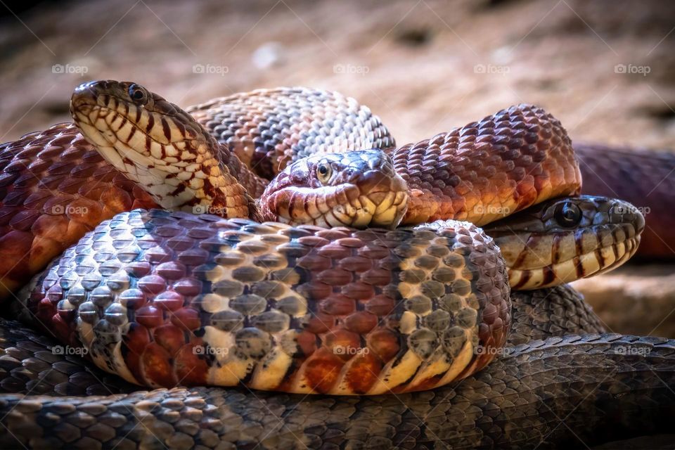 A trio of Northern Watersnakes huddle together. Raleigh, North Carolina. 