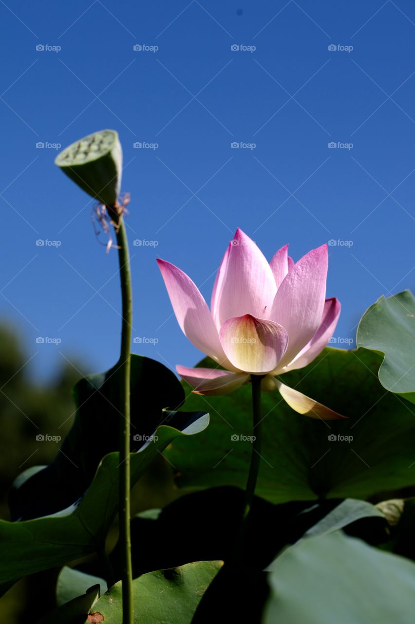 lotus