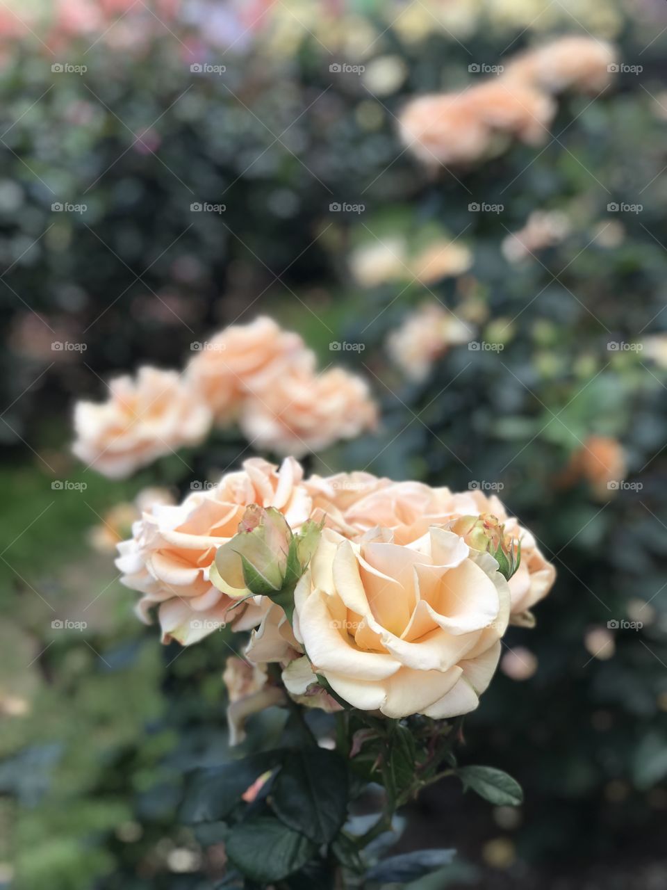 Flower, Rose, Nature, No Person, Leaf