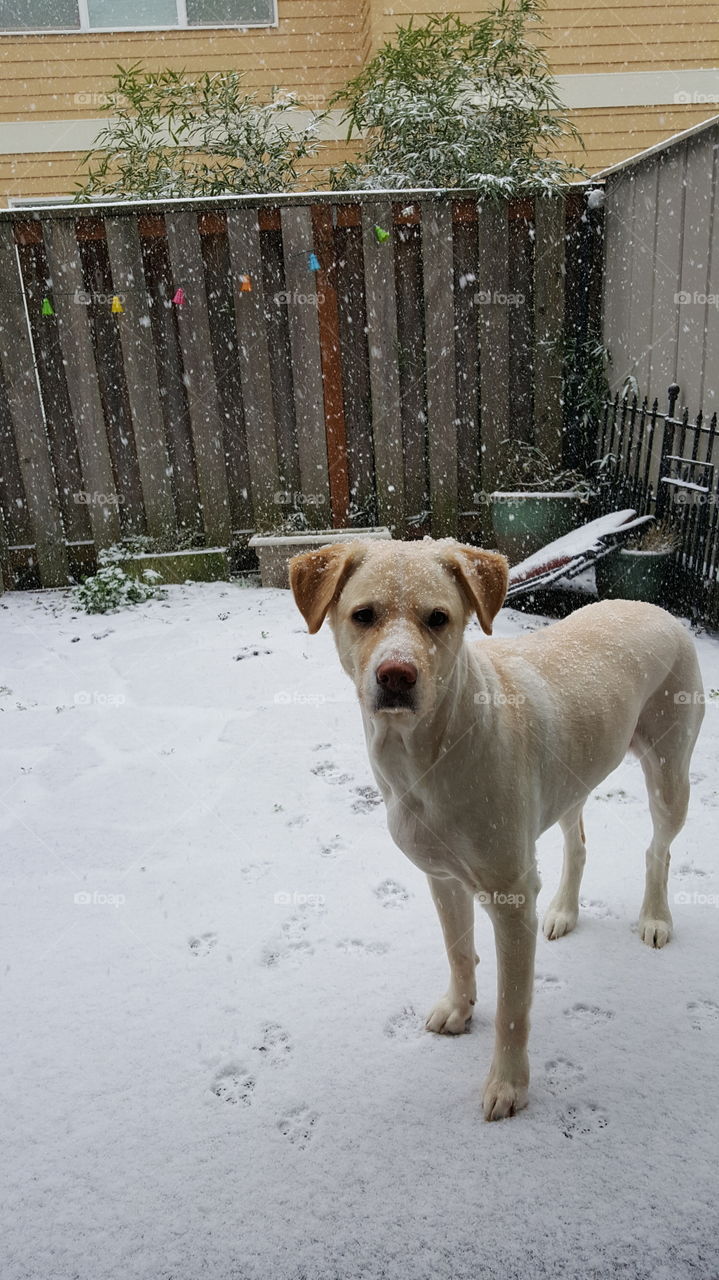 henry enjoy the snow