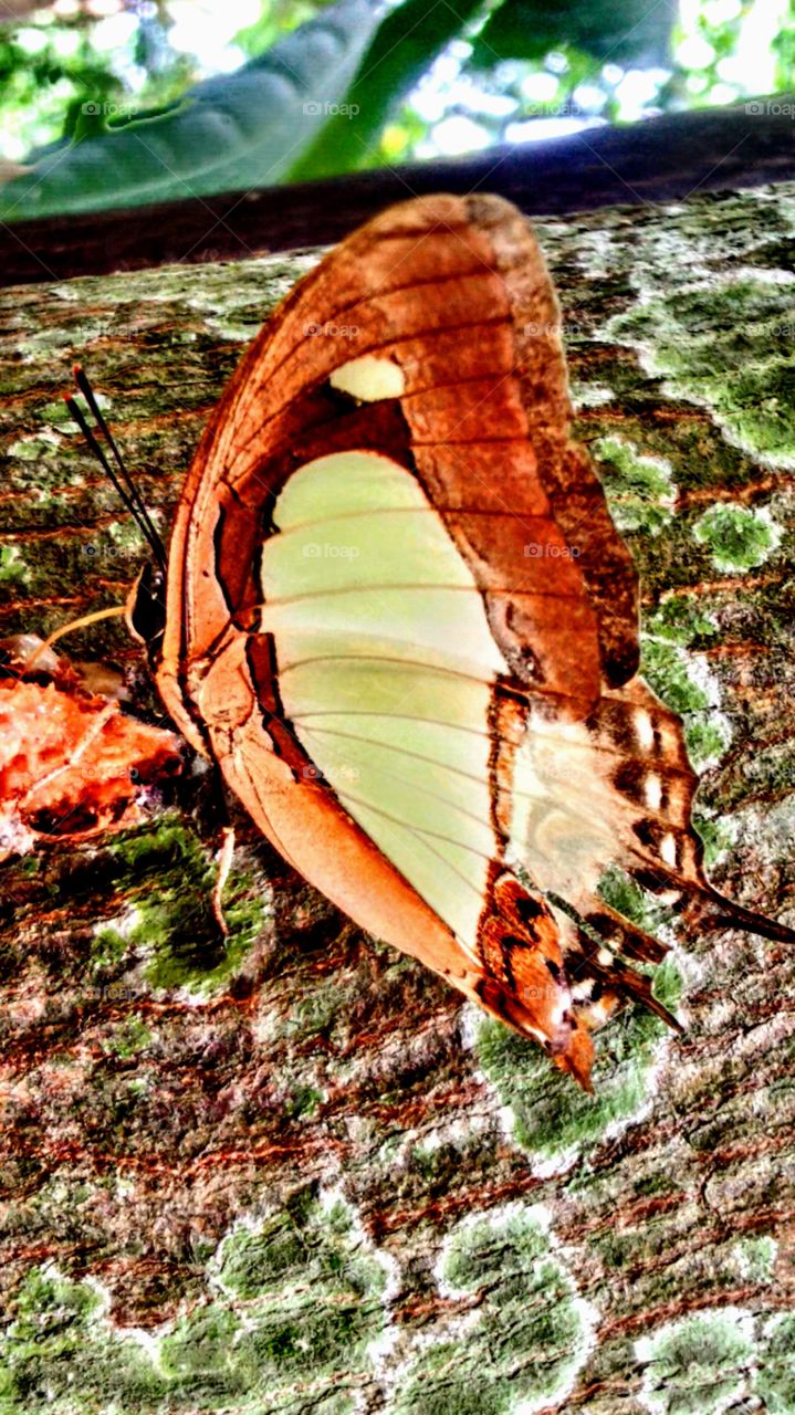 Butterfly perched on a tree