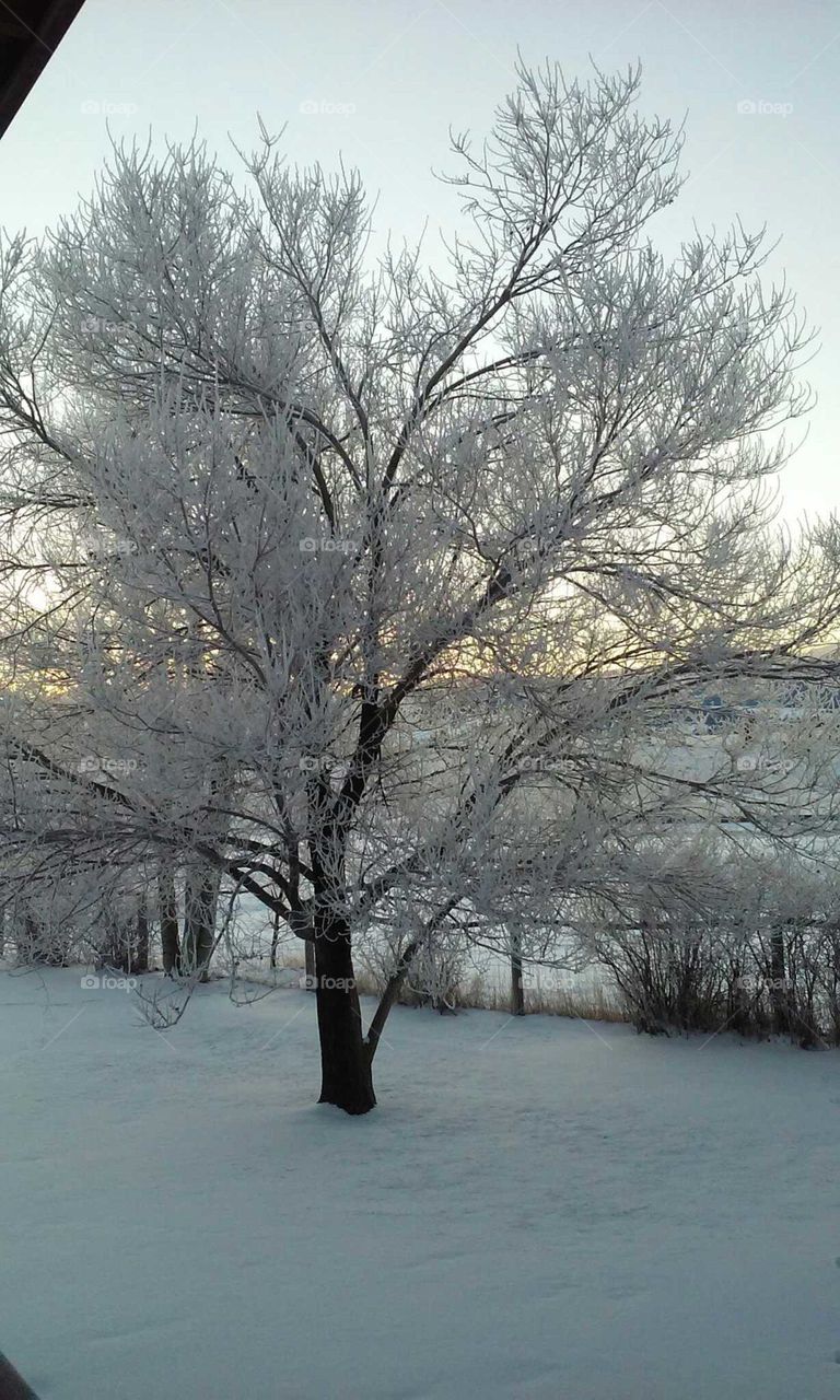 Snowy tree