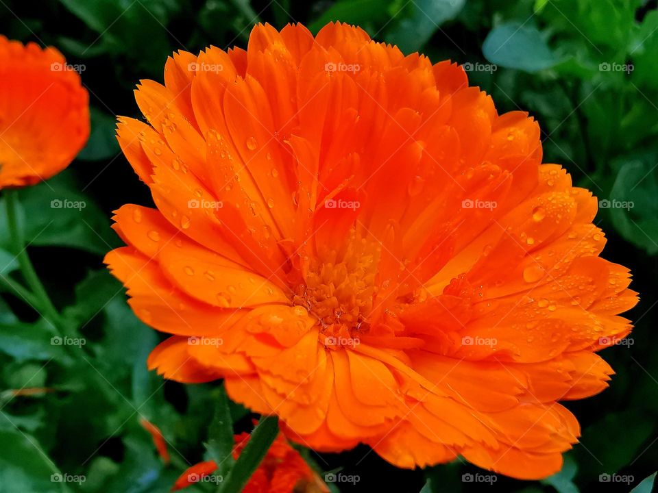 Dew on flower petals