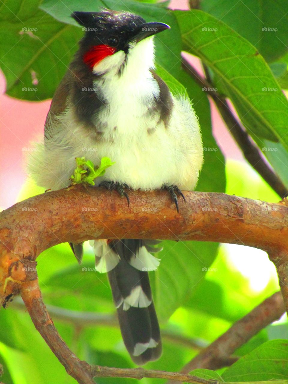 The red-whiskered bulbul (Pycnonotus jocosus), or crested bulbul, is a passerine bird found in Asia. It is a member of the bulbul family.