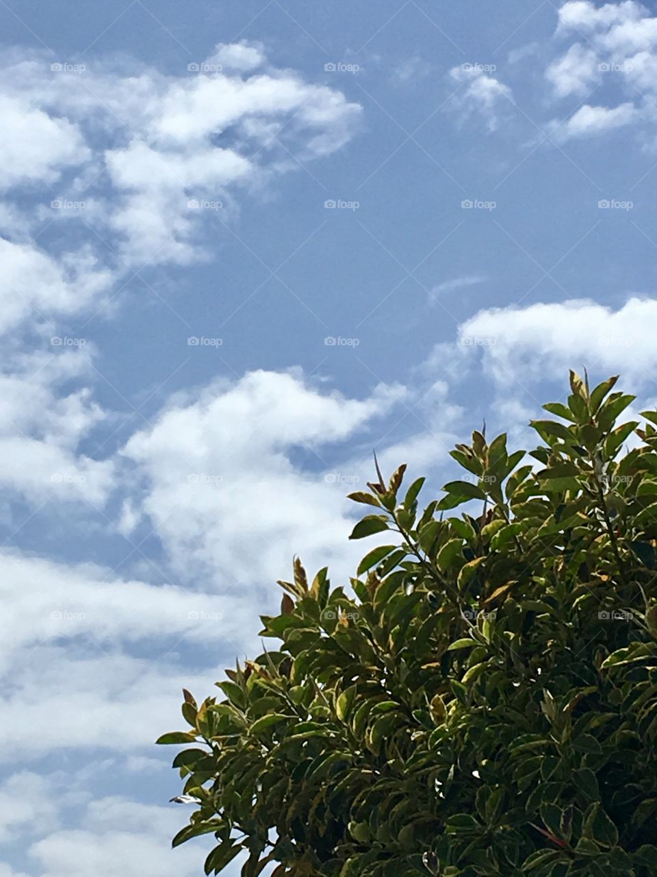 Blue sky, green tree, peace, Summer, hot