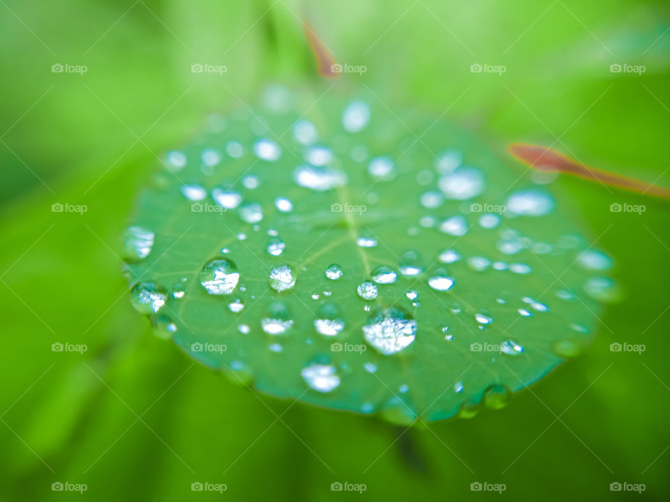 Another green Rain Drops