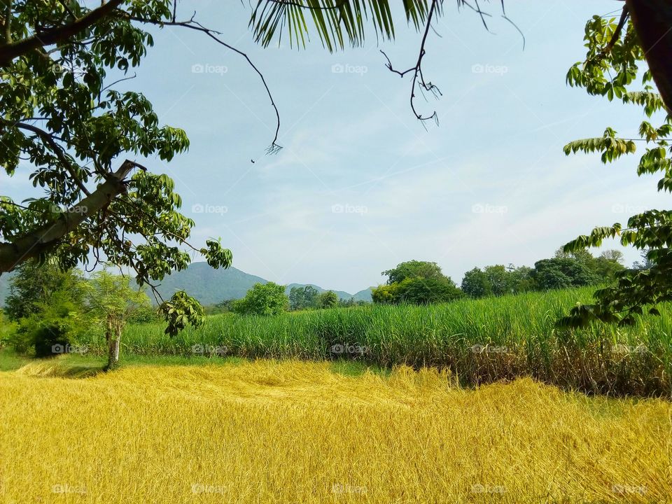 Rice fields, mountains,farmland