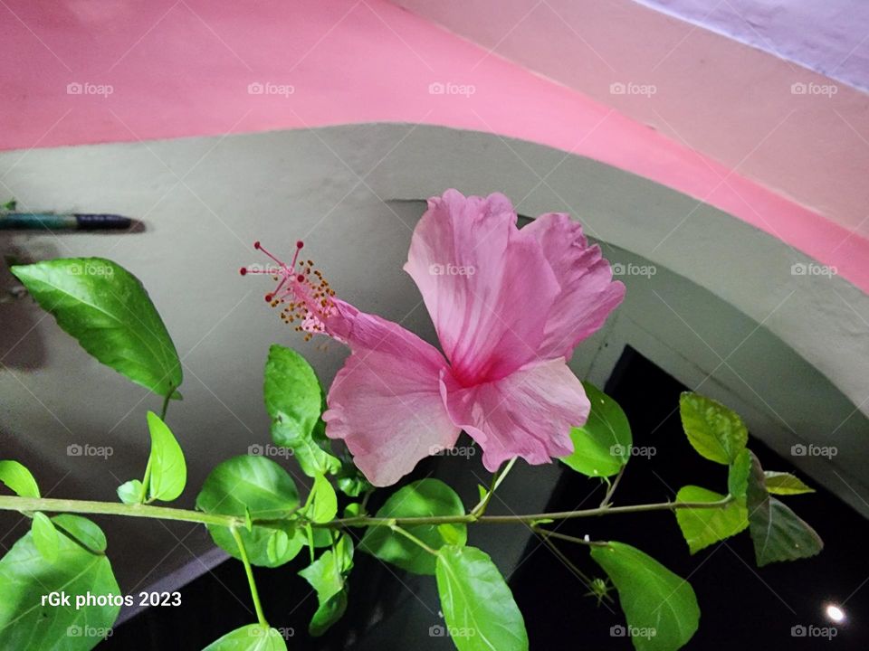pinky hibiscus