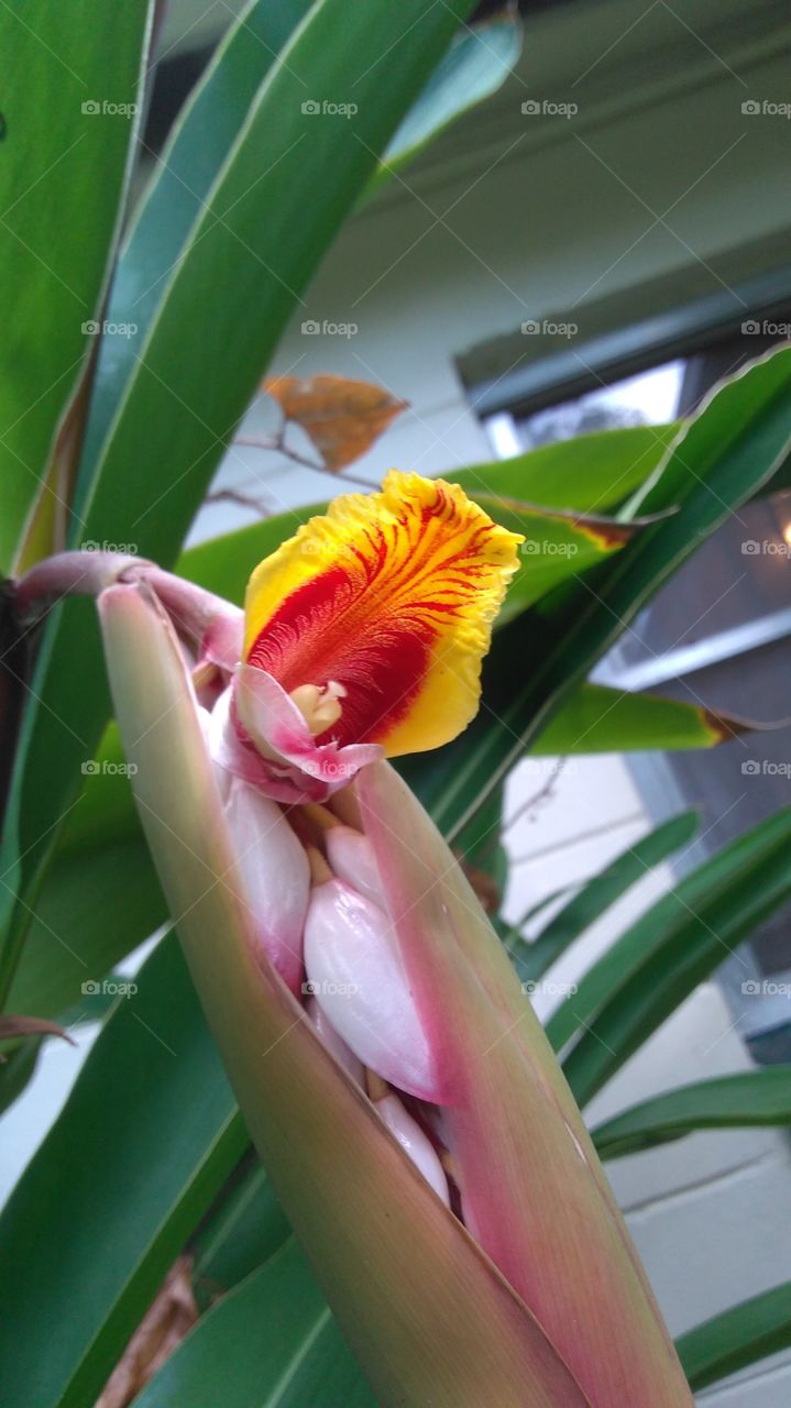 Shell Ginger Flower