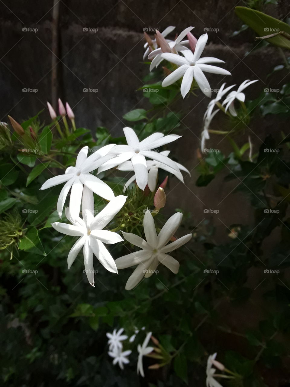 Jesmine flowers