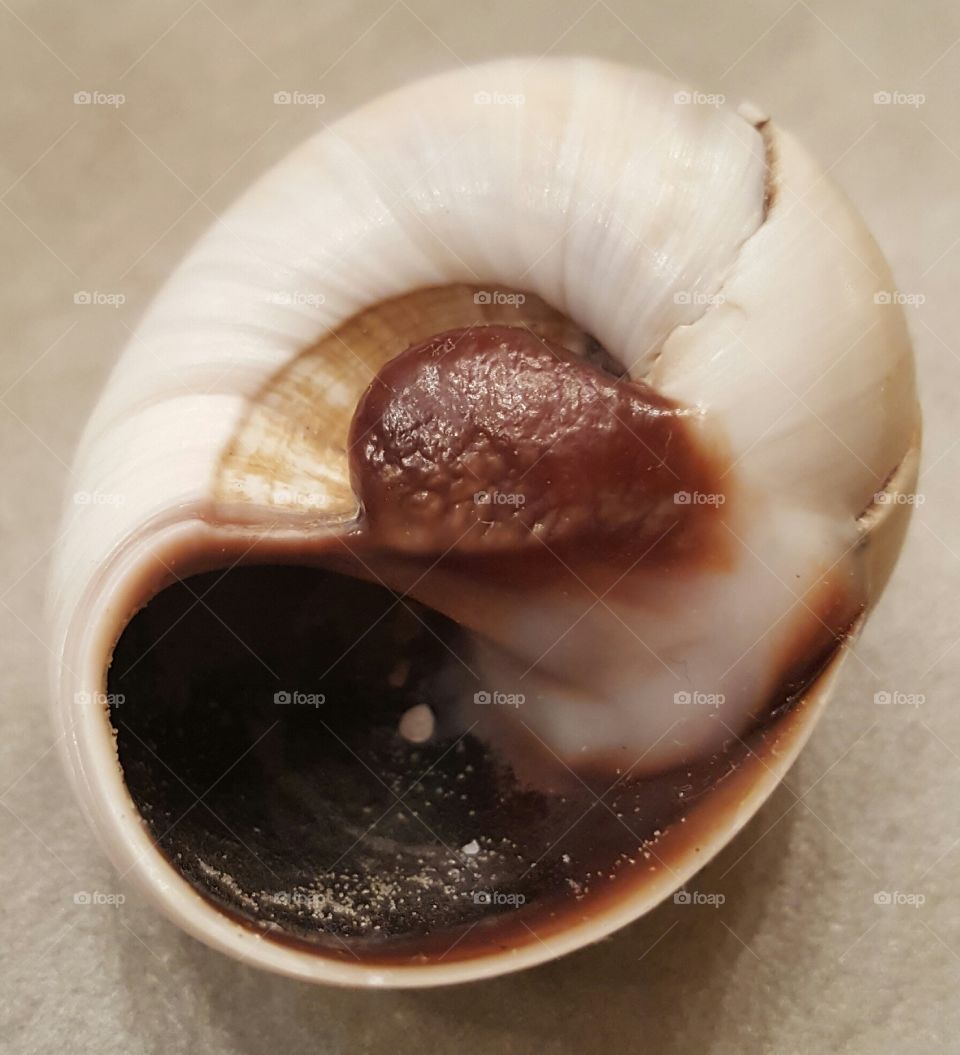 mollusk