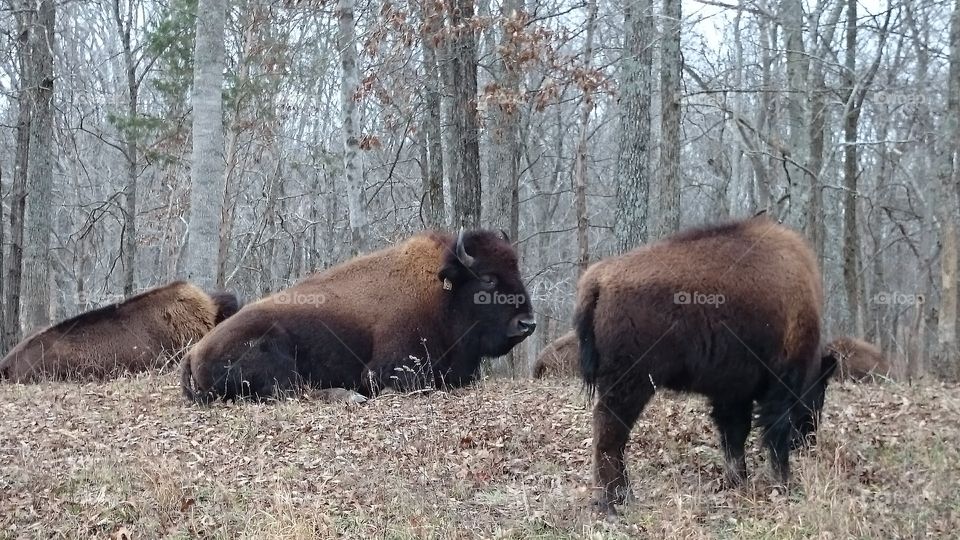 bison