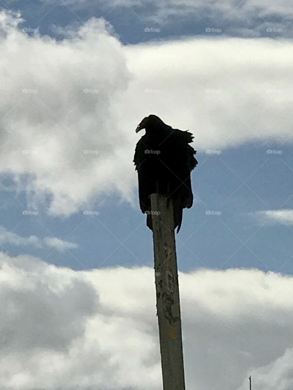 Vulture Canaveral National Seashore Playalinda Beach Florida wildlife 
