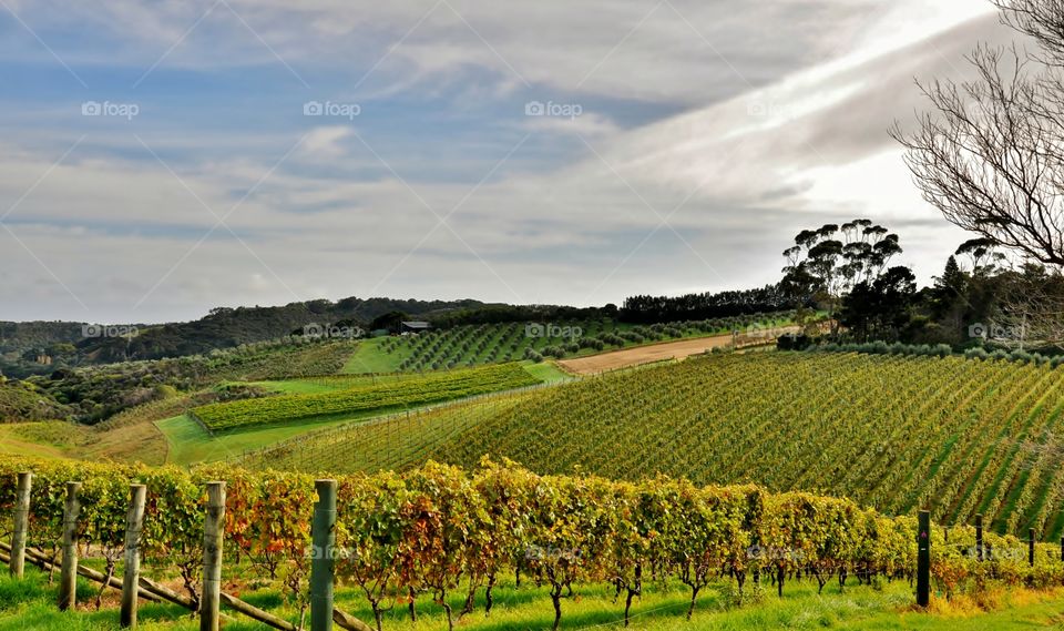 Spring in the vineyards
