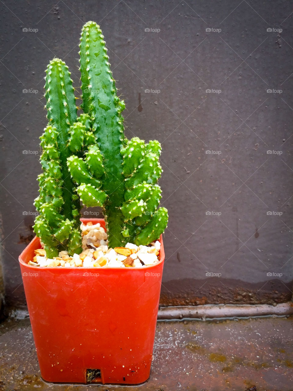 Beautiful green cactus in the pots.