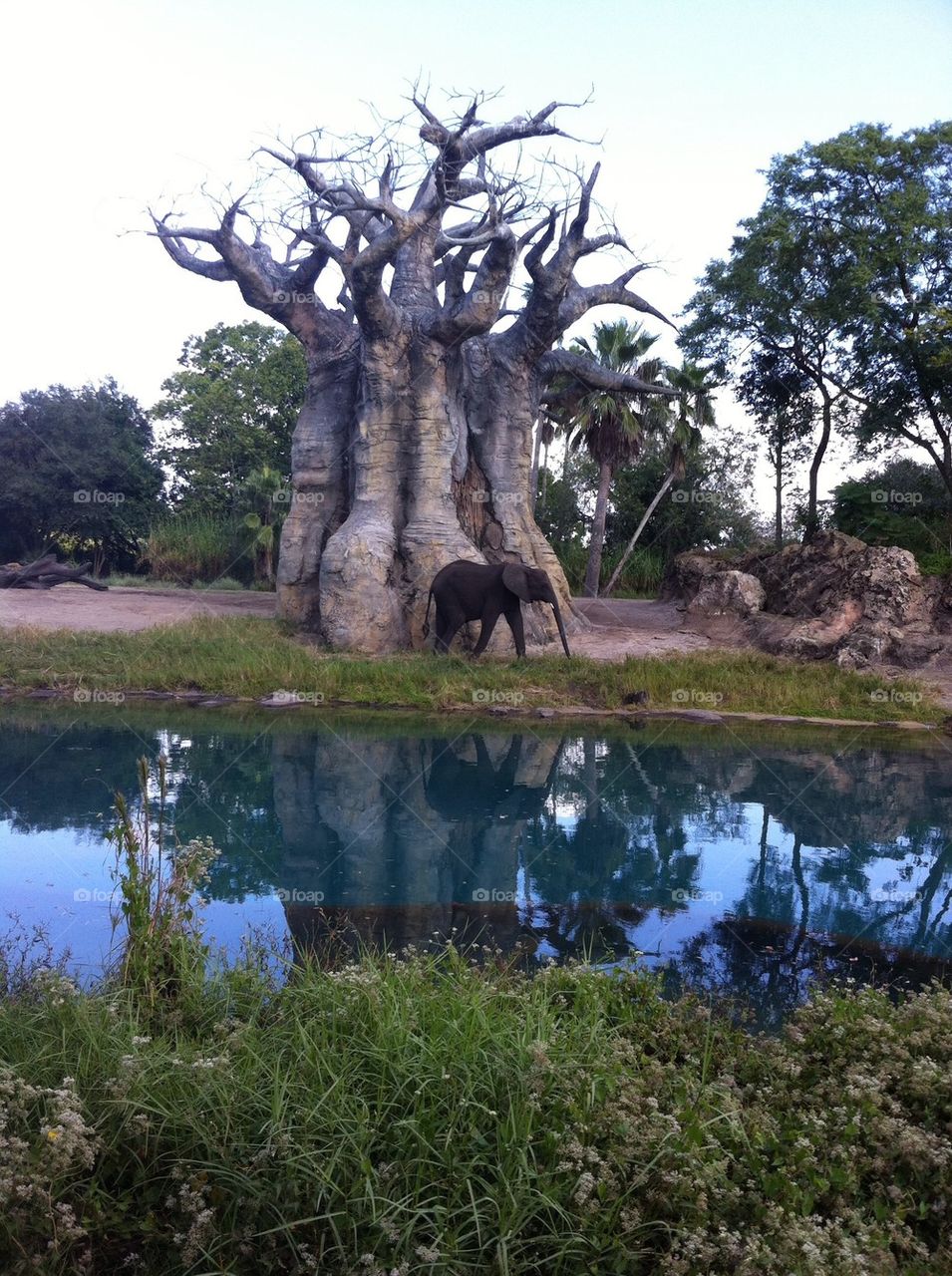 water tree animal kingdom animalkingdom by mettlermayer