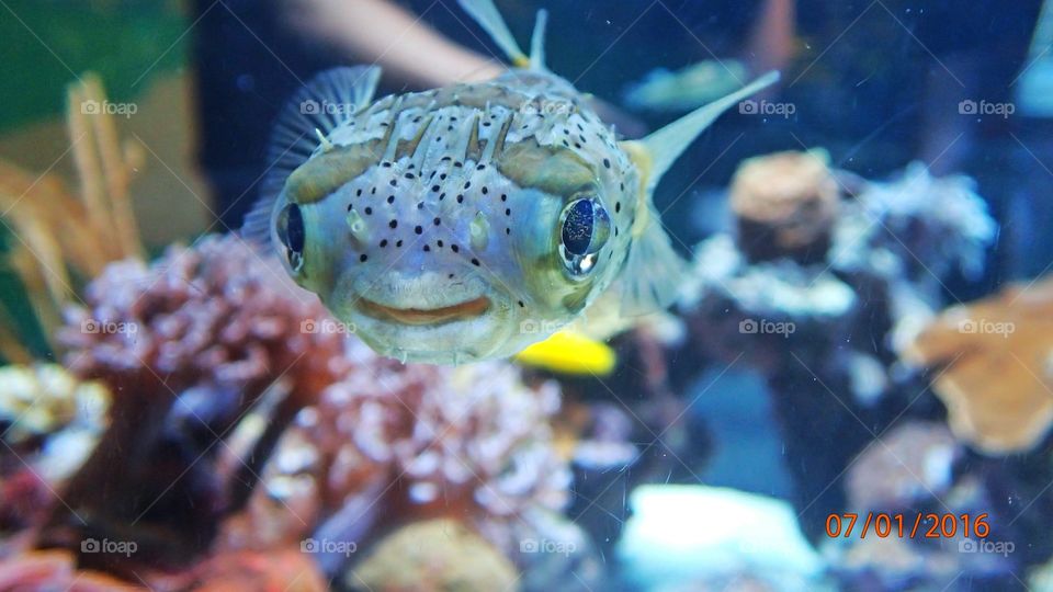 Beautiful fish at the Aquarium of the Pacific in Long Beach, California.