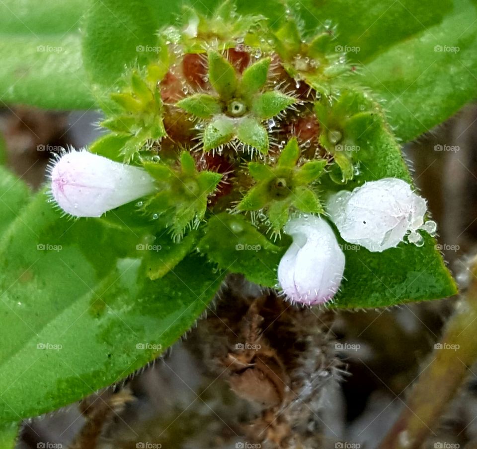 tiny white flowers