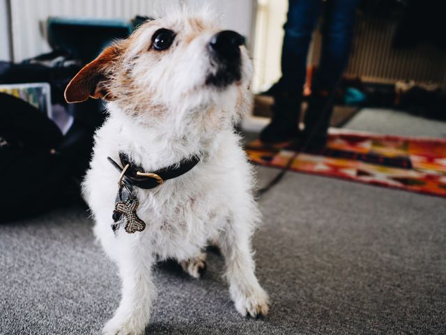 Jack Russell sitting on the floor 