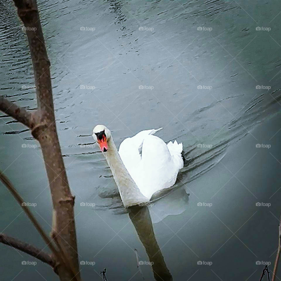 Swan reflection