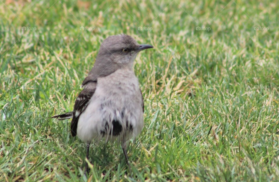 Wet northern mockingbird standing in grass after a June rain 