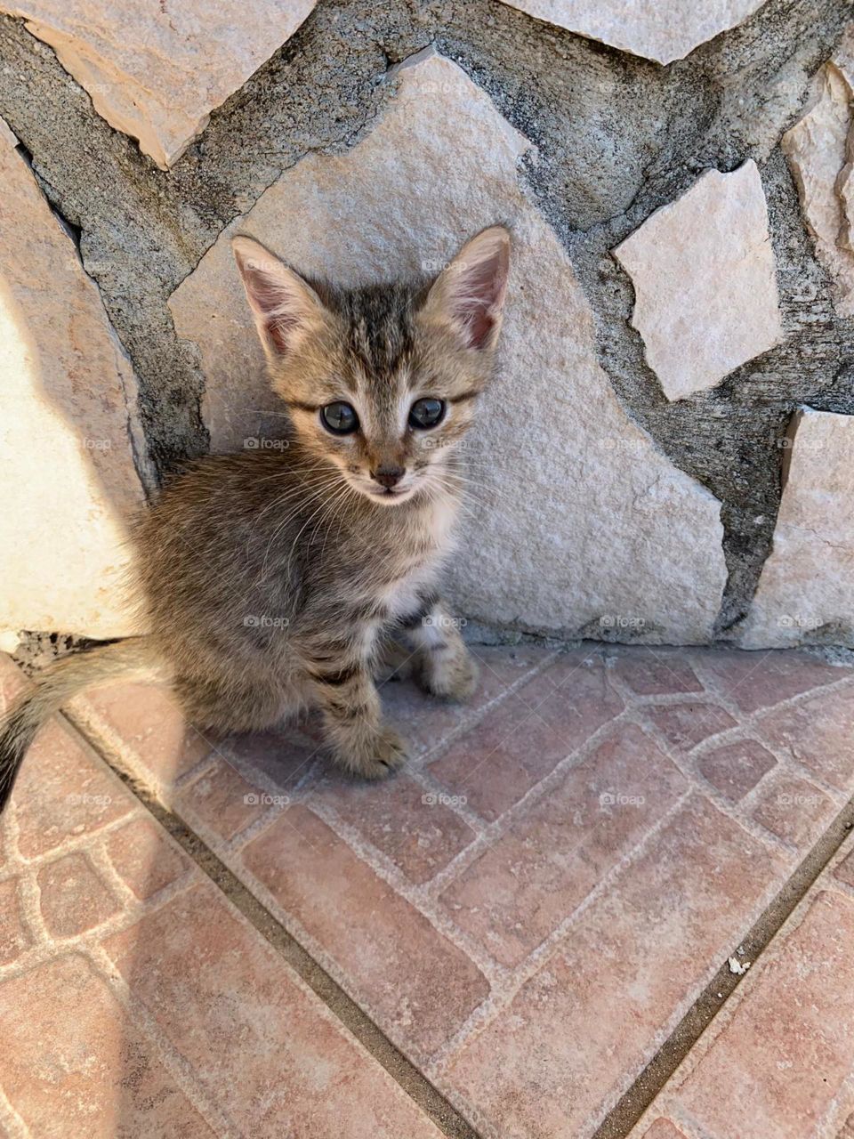 A little kitty cat with grey wall in magnific country-side house and with the sun on it.The kitten is brown,black,Young and really with a silly expression.