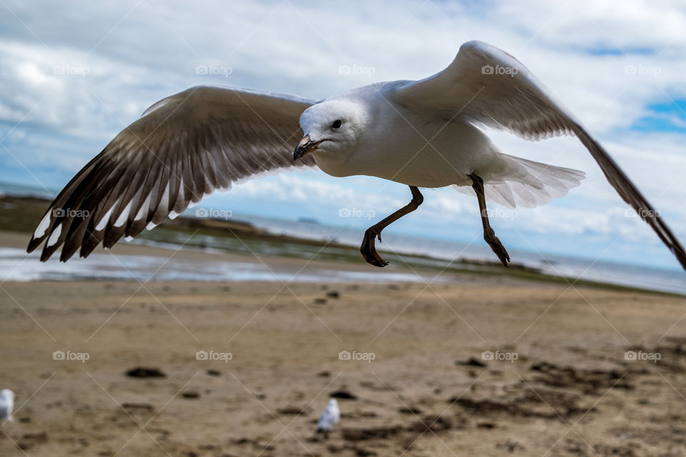 seagull hovers in wind over beach in Melbourne Australia