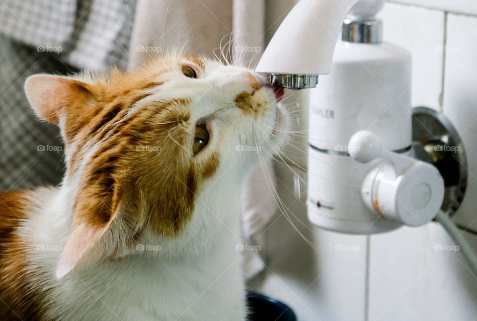 The cat drinks water