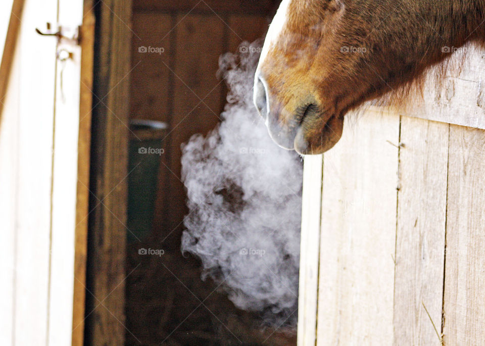 Horse in barn stable