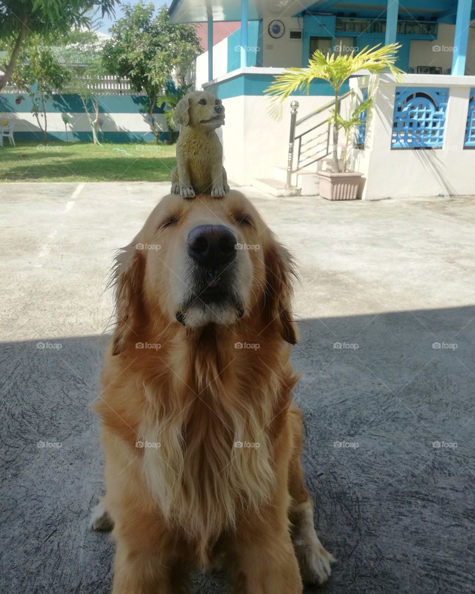 Golden Doggo Balancing Golden Doggo