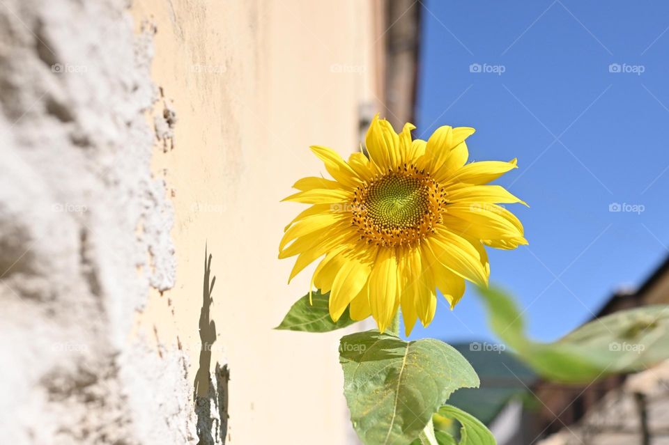 sunflower on my balcony