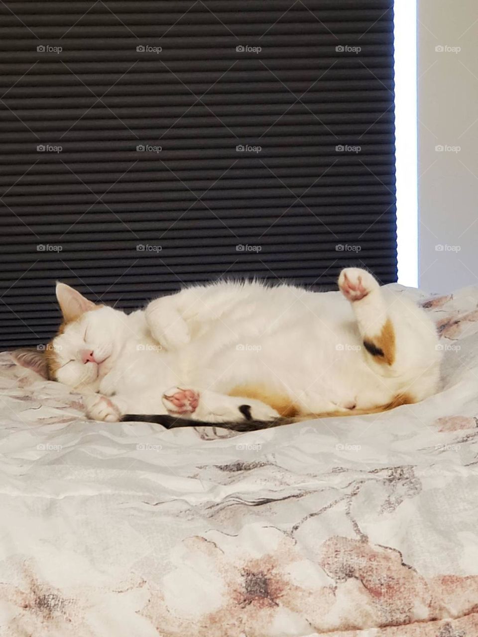 Spread out comfortable calico cat.